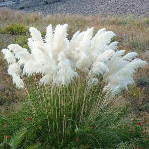 200Pcs/Bag Rainbow Pampas Grass Bonsai Are Very Beautiful Garden Plant ...