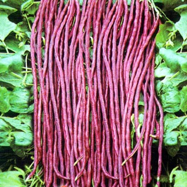 Asparagus Bean Seeds