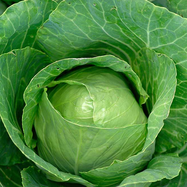 Spring Green Cabbage Seeds