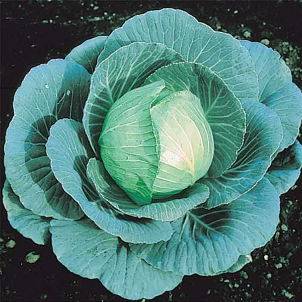 Spring Green Cabbage Seeds