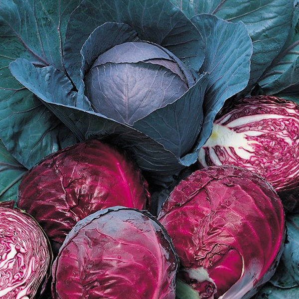Red Cabbage Chicory Seeds