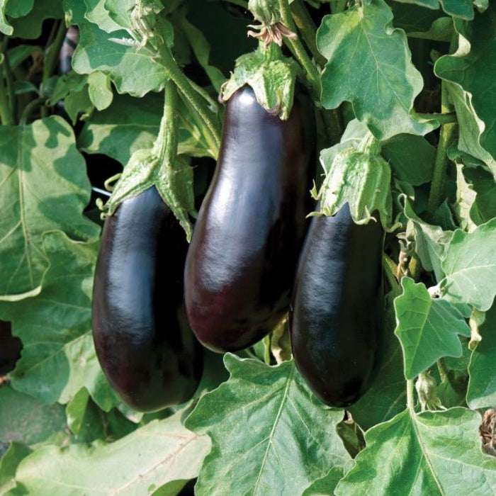 Fast Round Eggplant Seeds