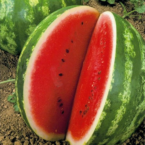 Crimson Watermelon Seeds