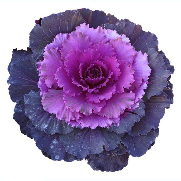 Purple Kale Seeds
