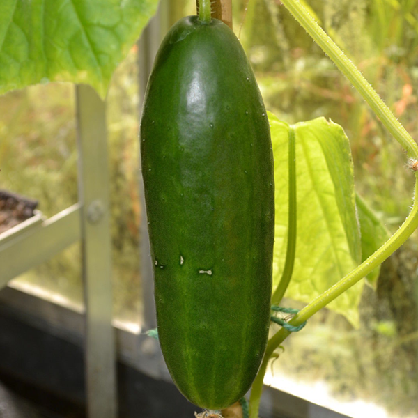 Cucumber La Diva Seeds