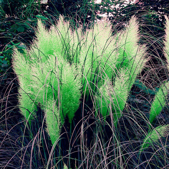 200Pcs/Bag Rainbow Pampas Grass Bonsai Are Very Beautiful Garden Plants Seeds Cortaderia Bonsai