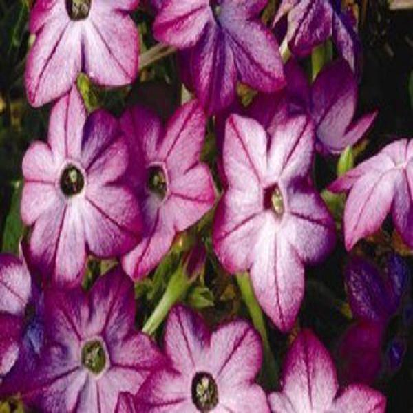 Purple Bi-color Nicotiana Fragrant Flower Seeds