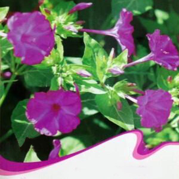 Purple Jasmine Four O'clock Seeds