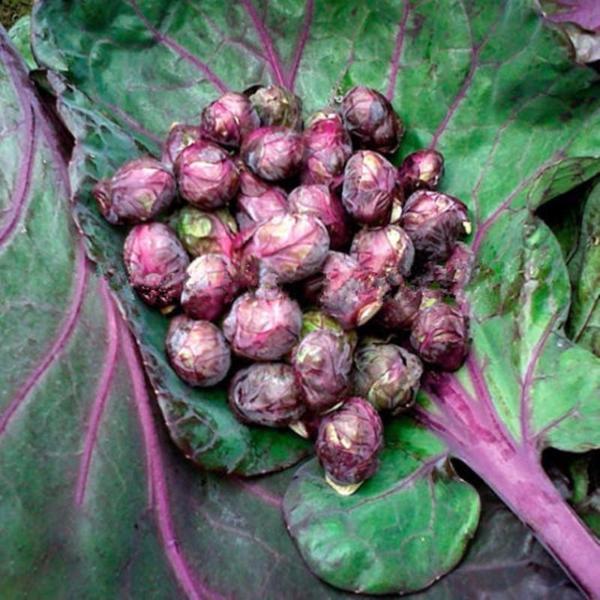 Purple Thousand-headed Cabbage Seeds