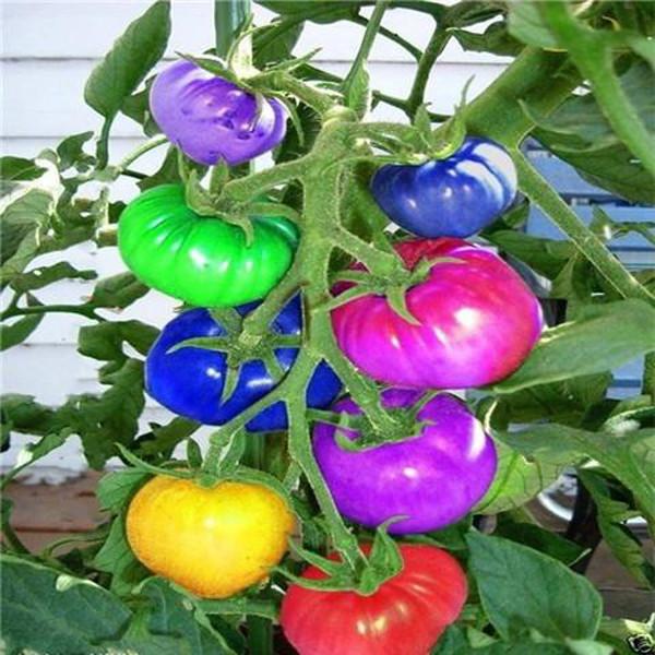 Rainbow Tomato Seeds (100 Seeds)
