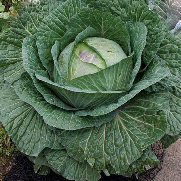 Giant Russian Cabbage Seeds