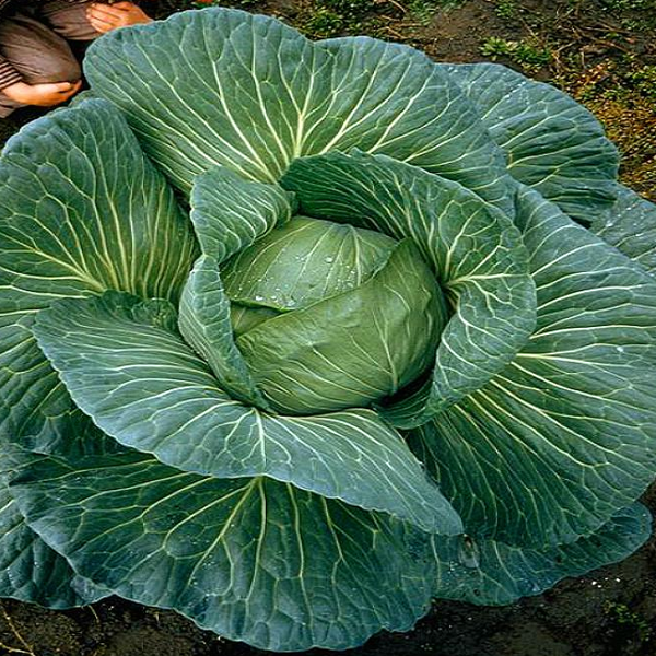 Giant Russian Cabbage Seeds