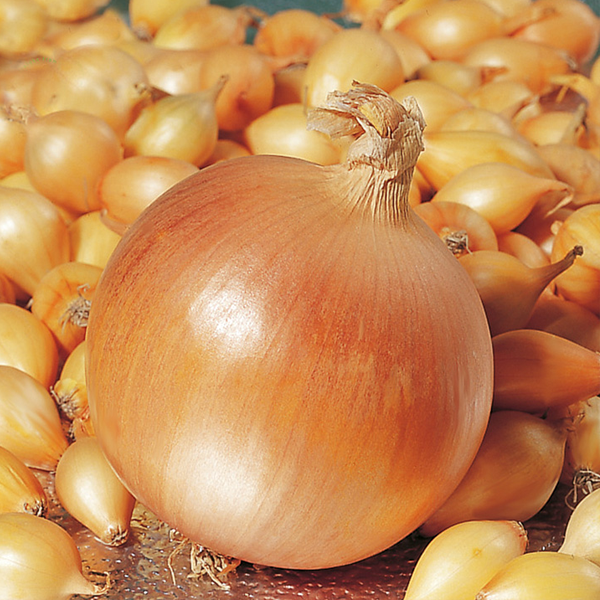 Giant Onion Seeds