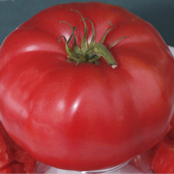 Giant Monster Tomato Seeds