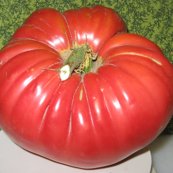 Giant Monster Tomato Seeds