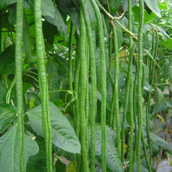 Green Loosened Bean Seeds