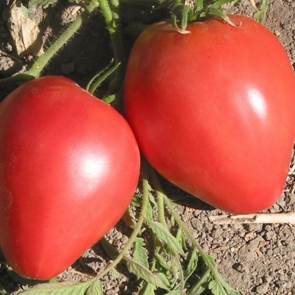Organic Oxheart Tomato Seeds