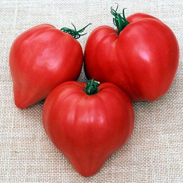 Organic Oxheart Tomato Seeds