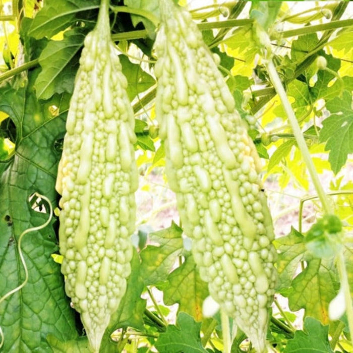 Extra Large White Bitter Gourd Seeds
