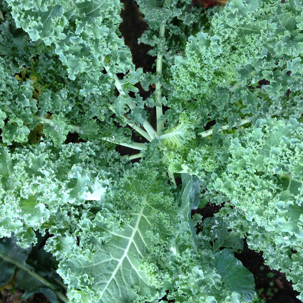 Kale Vates Seeds
