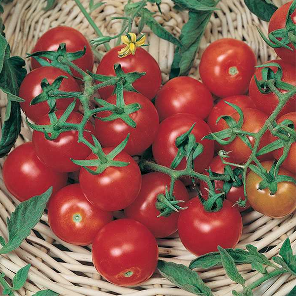 Large Cherry Tomato Seeds