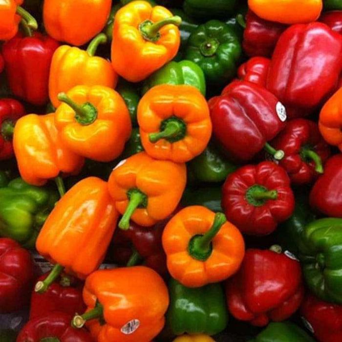 Colorful Bell Peppers Seeds