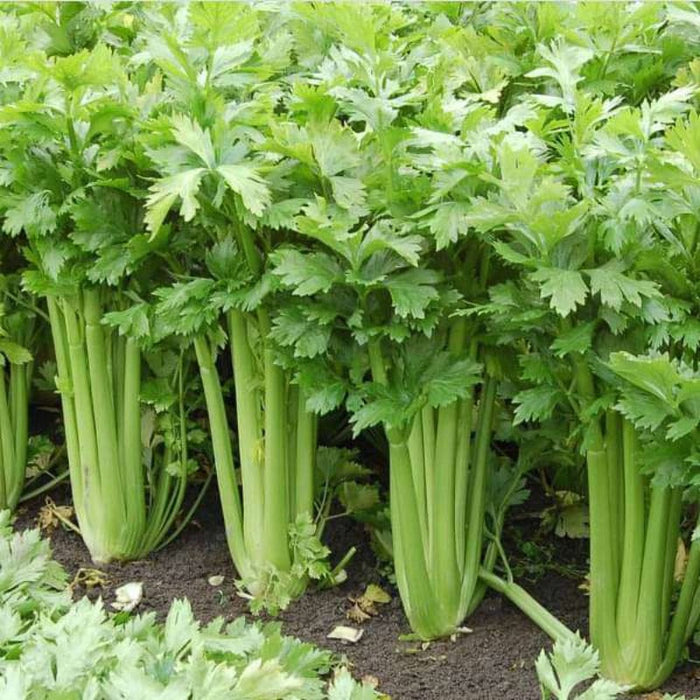Celery Seeds for Planting
