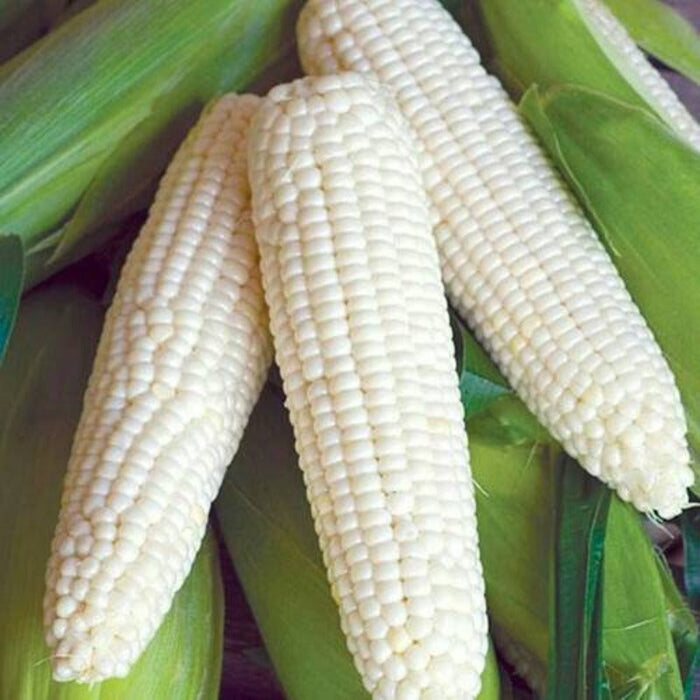 White Waxy Corn Seeds