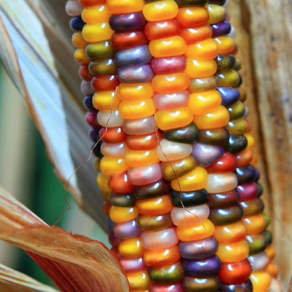Rainbow Corn Seeds
