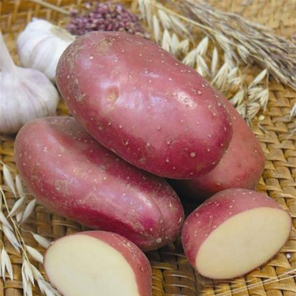 Red Skin Potato Seeds