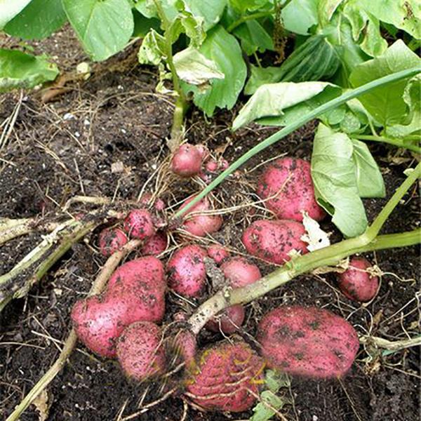 Red Skin Potato Seeds