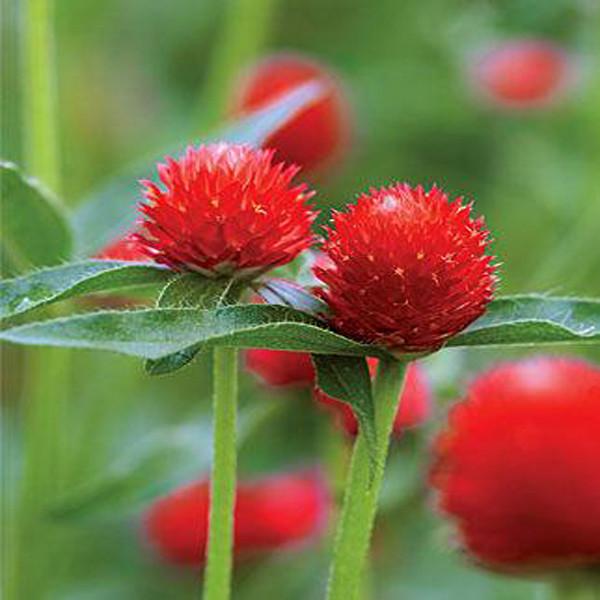 Gomphrena Red Flower Seeds