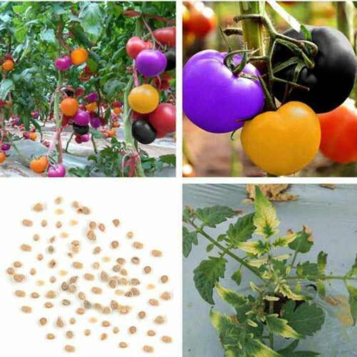 Colorful Tomato Seeds