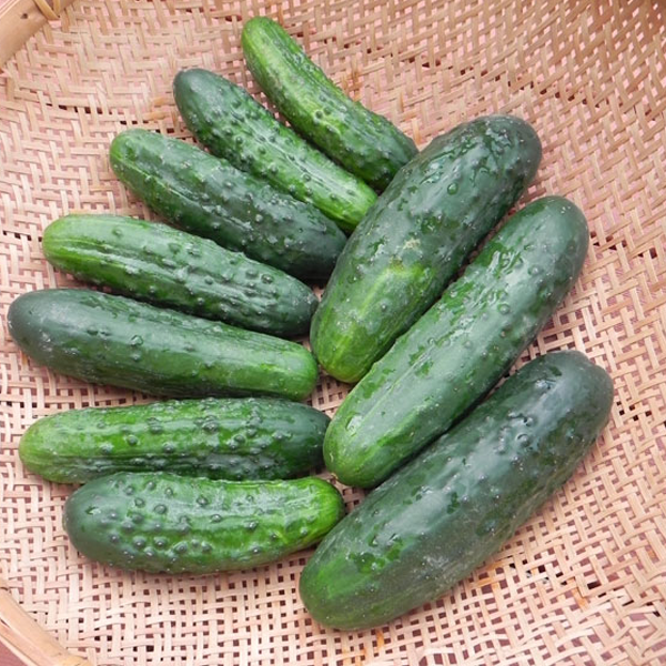 Sassy Cucumber Seeds