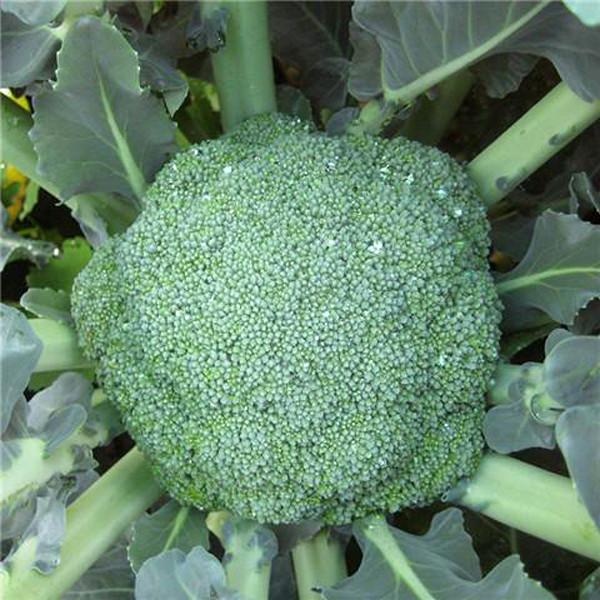 Broccoli Seeds (20 seeds)
