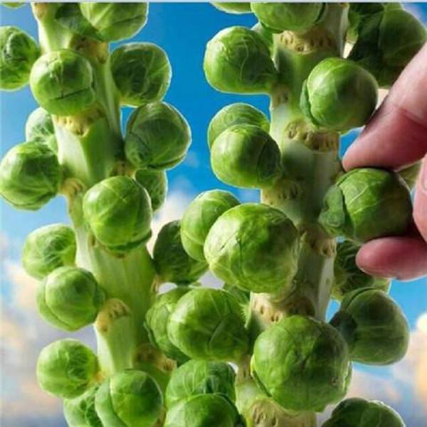 Organic Brussels Sprouts Seeds 100 seeds
