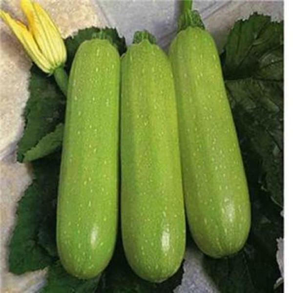 Green Zucchini Seeds 10pcs
