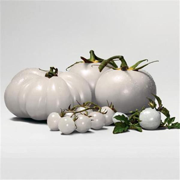 White Tomato Seeds