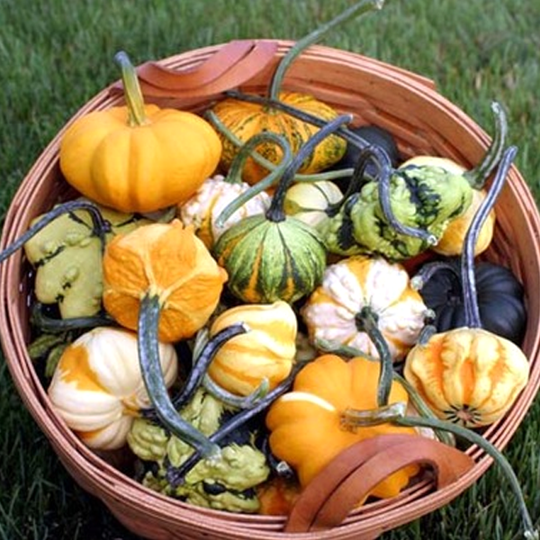 75 Per Pack Small Gourd Seeds