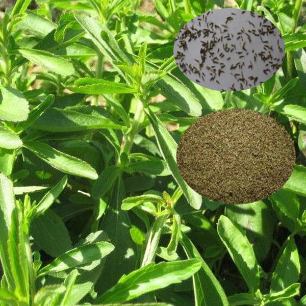 Stevia Herb seeds