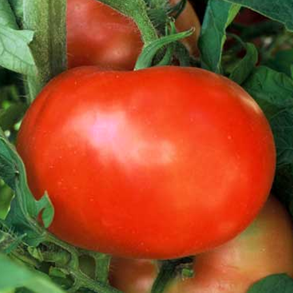 Super Tomato Seeds