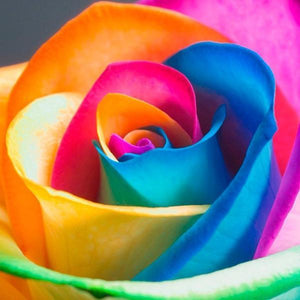 Rare Holland Rainbow Rose Flower Seeds — USA Garden Center