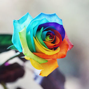 Rare Holland Rainbow Rose Flower Seeds — USA Garden Center