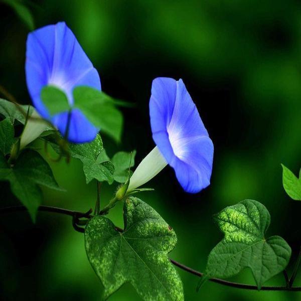 Baby Blue Ipomoea Morning Glory Seeds