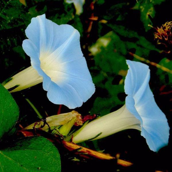 Baby Blue Ipomoea Morning Glory Seeds