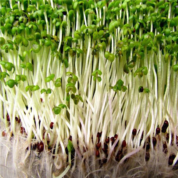 Alfalfa Sprouting Seeds