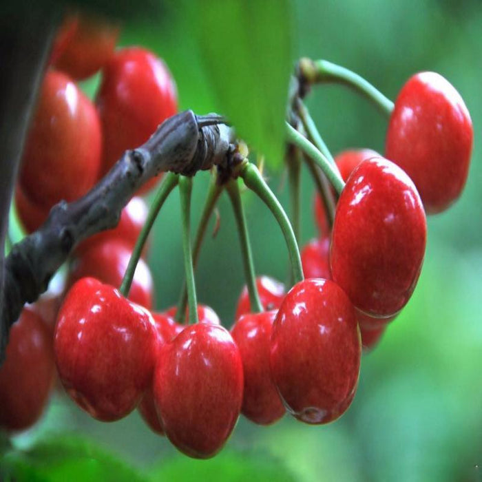 Asian Red Cherry Fruit Seeds